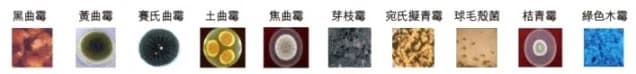 原網站列出的霉菌種類圖片;個別小字辨識不清。
